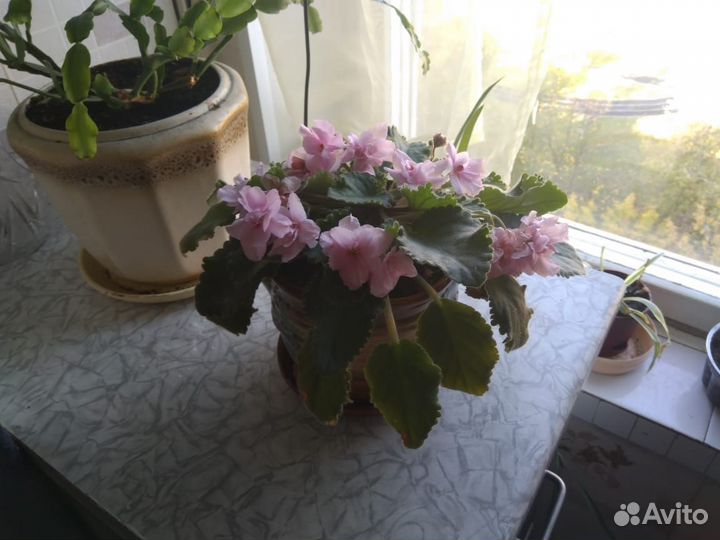 Домашние цветы