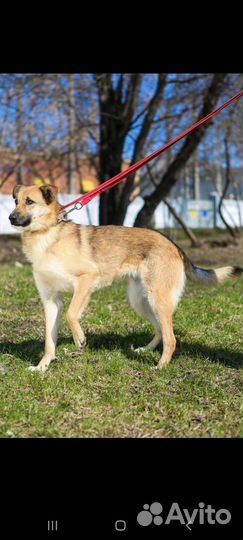 Собака ждёт в приюте