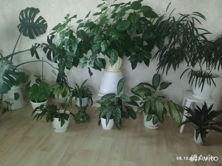 Комнатные растения