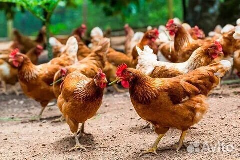 Куры молодки несушки