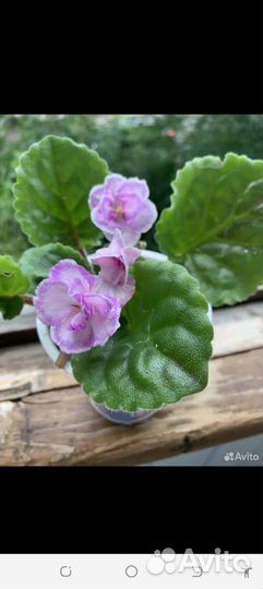 Фиалка в горшках