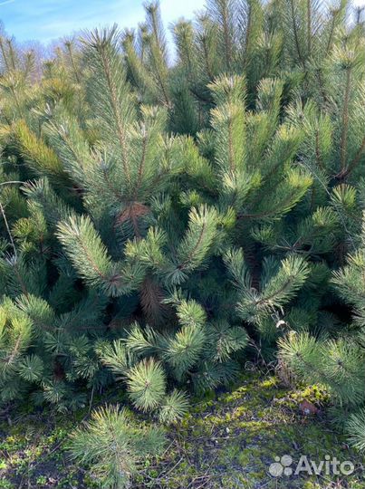 Сосна черная (Кимры)