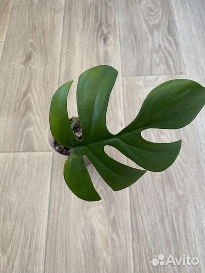 Монстера рафидофора