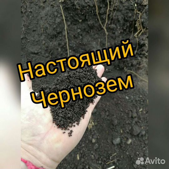 Чернозем настоящий