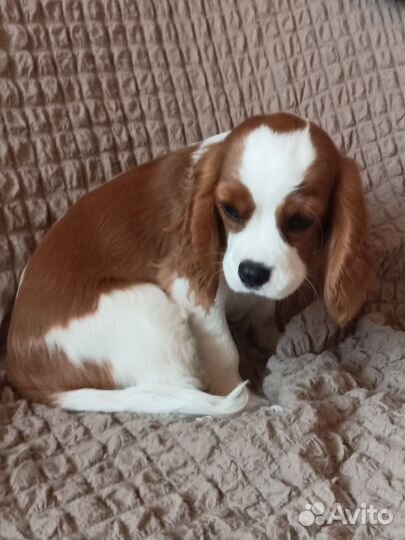 Кавалер кинг чарльз спаниель