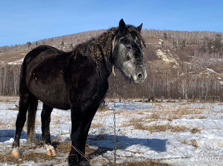 Продам лошадей