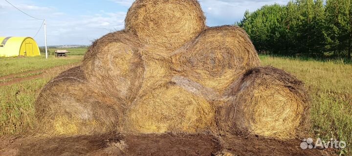 Продам сено в рулонах
