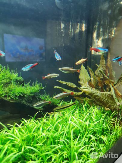 Аквариум с рыбками бу