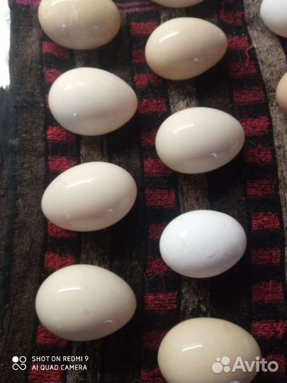 Яйца инкубационные индоутки (мускусные)