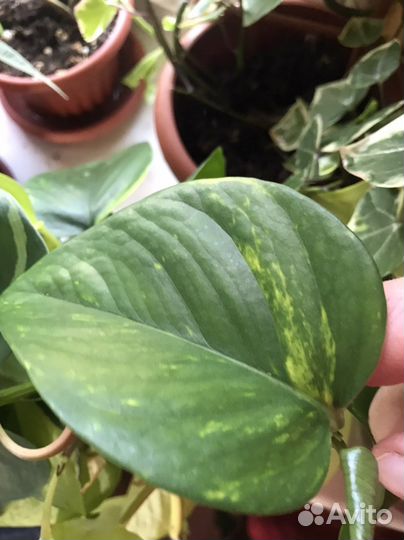 Сциндаптусы