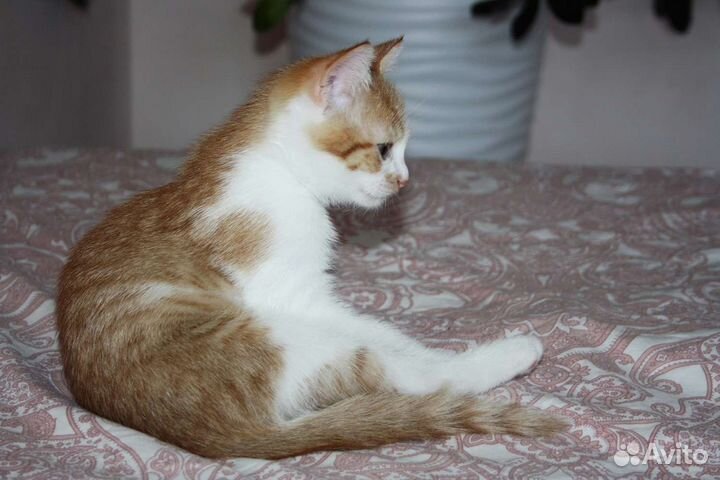 Кошка в дар