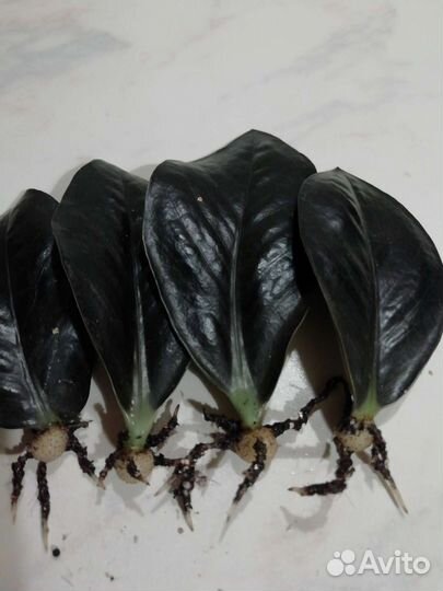 Замиокулькас черный равен