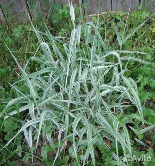 Декоративные злаки элимус, фалярис