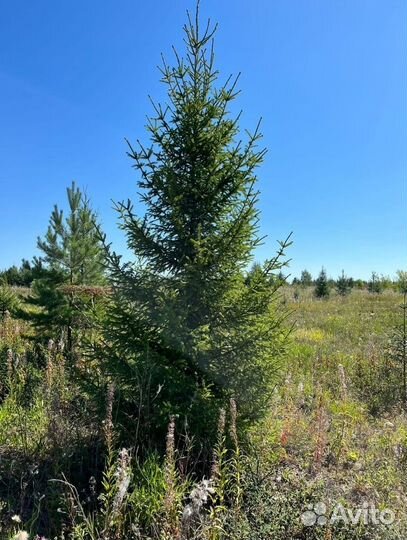 Живые елки и сосны 1-6 м с доставкой 42/655