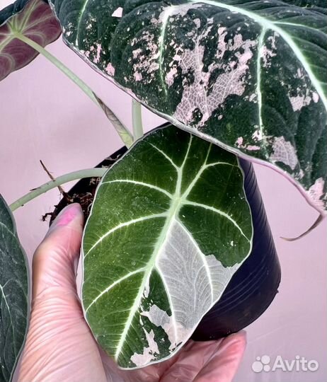 Алоказия black velvet pink
