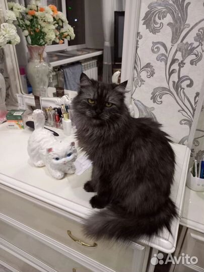 Персидская метис