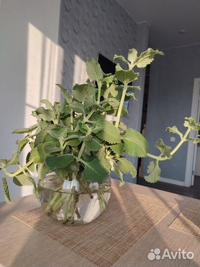 Плектрантус дуболистный