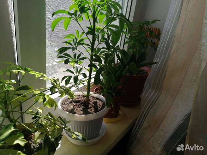 Комнатные цветы