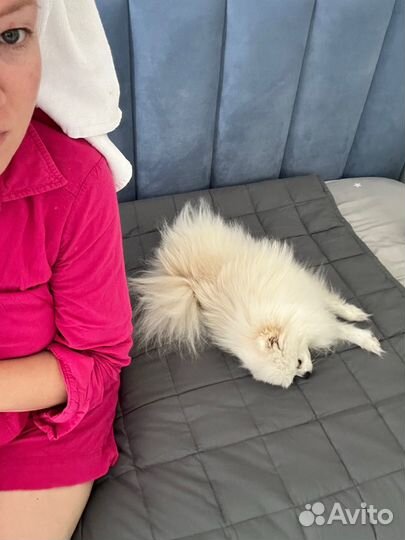 Клетка переноска для средних и мелких пород