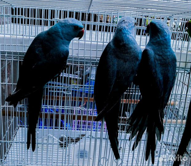 Попугай волнистый, монах квакер, ожереловый птенцы