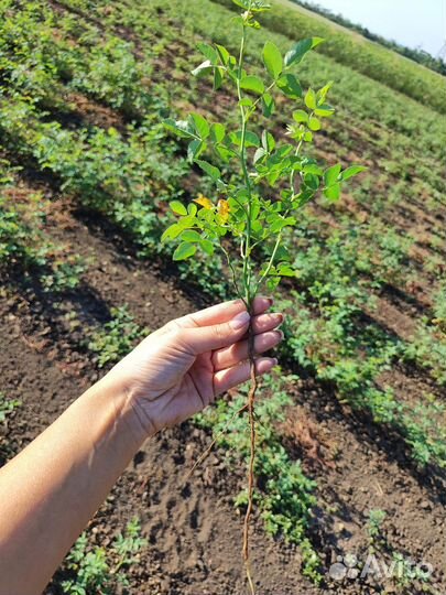 Подвой Шиповник не колючий опт