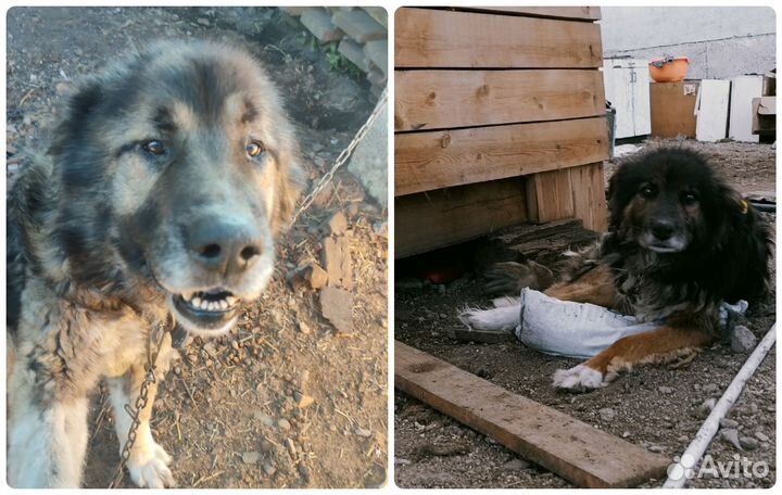 Крупным собакам приюта нужны хозяева