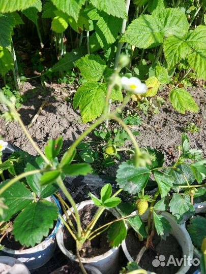 Рассада клубники