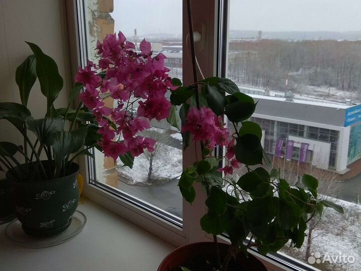 Бугенвилия