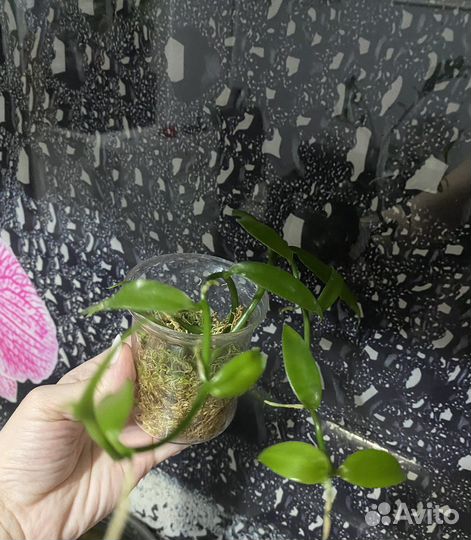 Орхидея ваниль