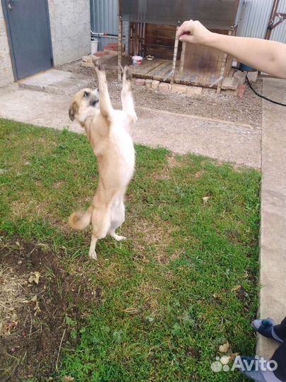 Домашние животные собаки бесплатно