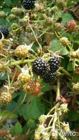 Кусты ежевики