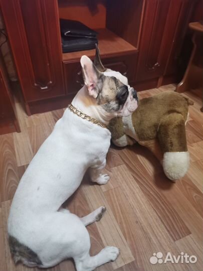 Случка собак