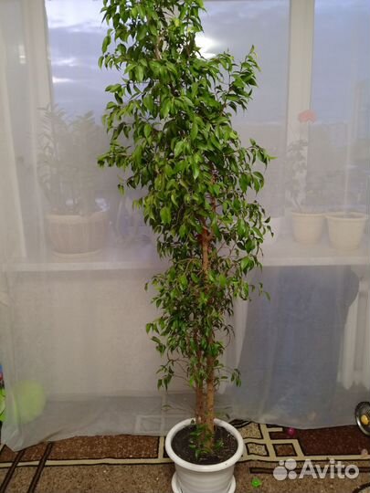 Фикус бенджамина