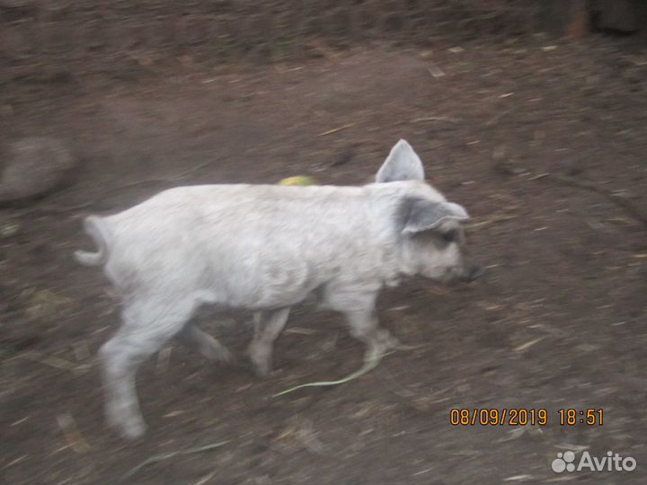 Дикий кабан поросята все породы хряки