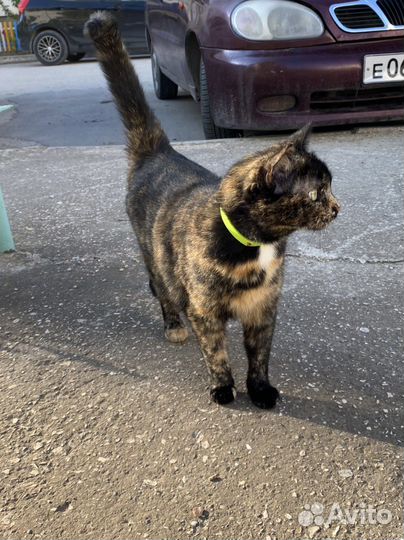 Трехцветная кошка