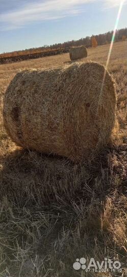 Солома ячменая