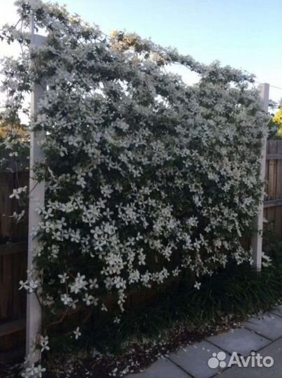 Клематис жгучий