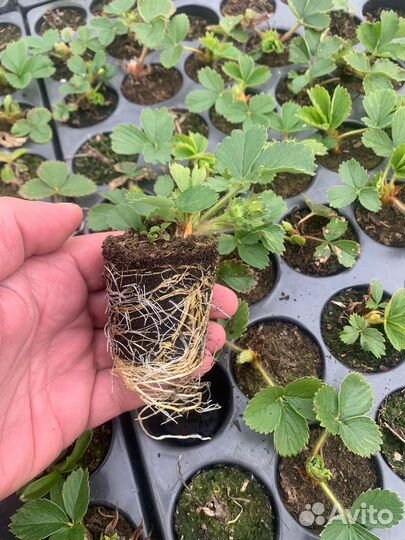 Рассада клубники