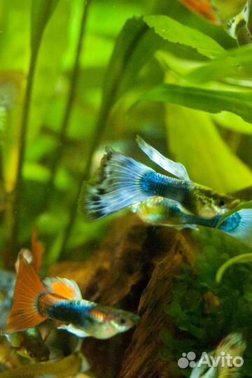 Рыба гуппи (мальки)