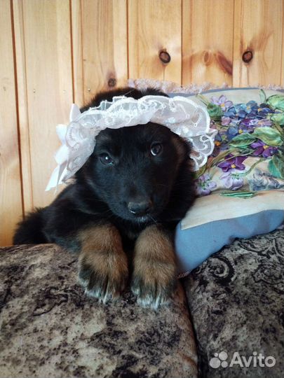 Щенок дворянской породы