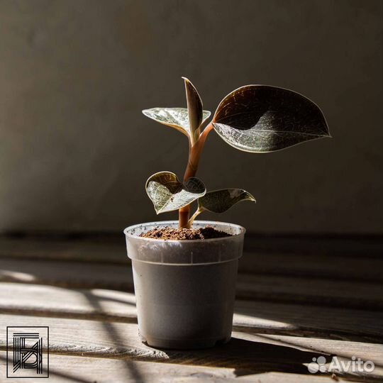 Драгоценная Орхидея - Лудизия Оникс