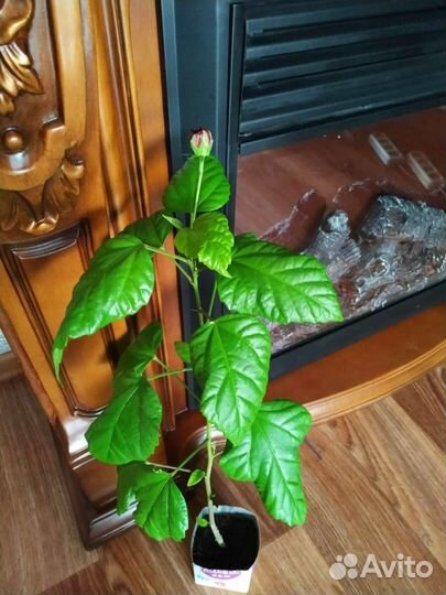 Гибискус китайская роза