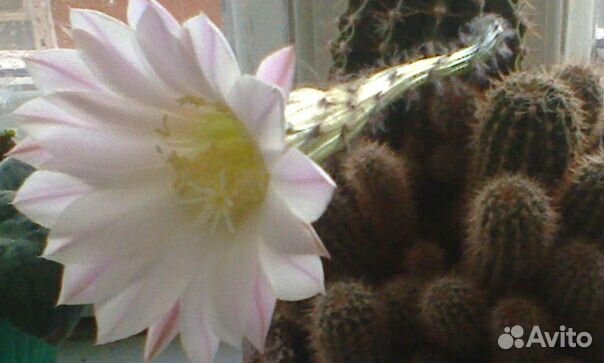 Комнатные цветы