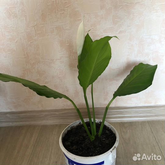 Спатифиллум обильно цветущий и Уоллиса