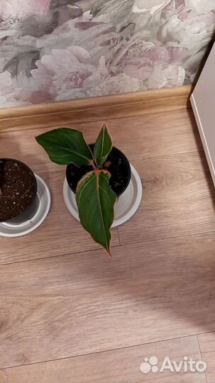 Аглаонема крит