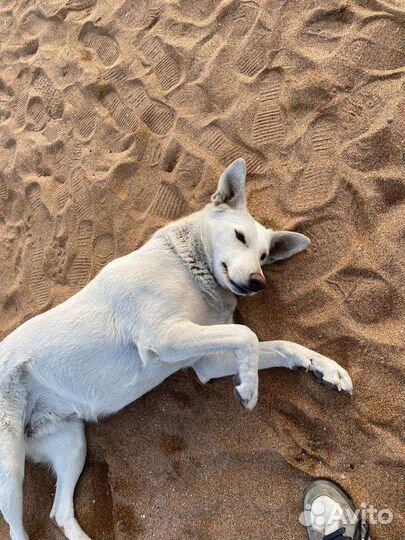 Собаки бесплатно в добрые руки