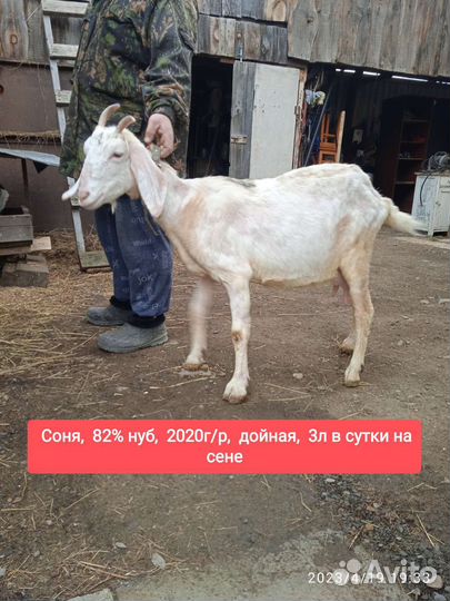 Дойная коза, козёл на племя, козлята Нубийские