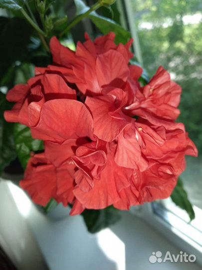 Гибискус (китайский розан), отростки (черенки)