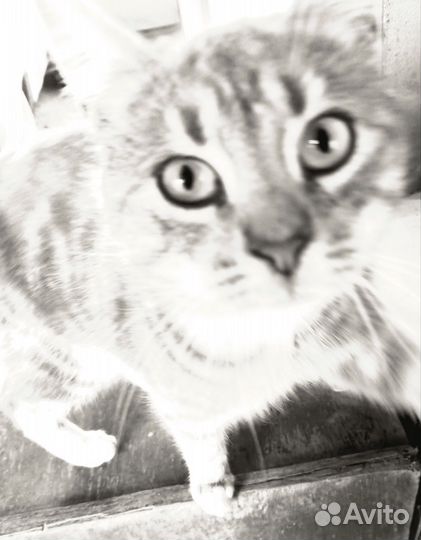 Продам кота