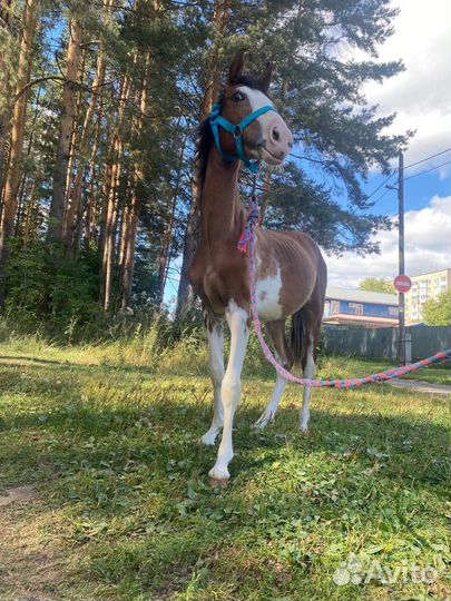 Жеребенок